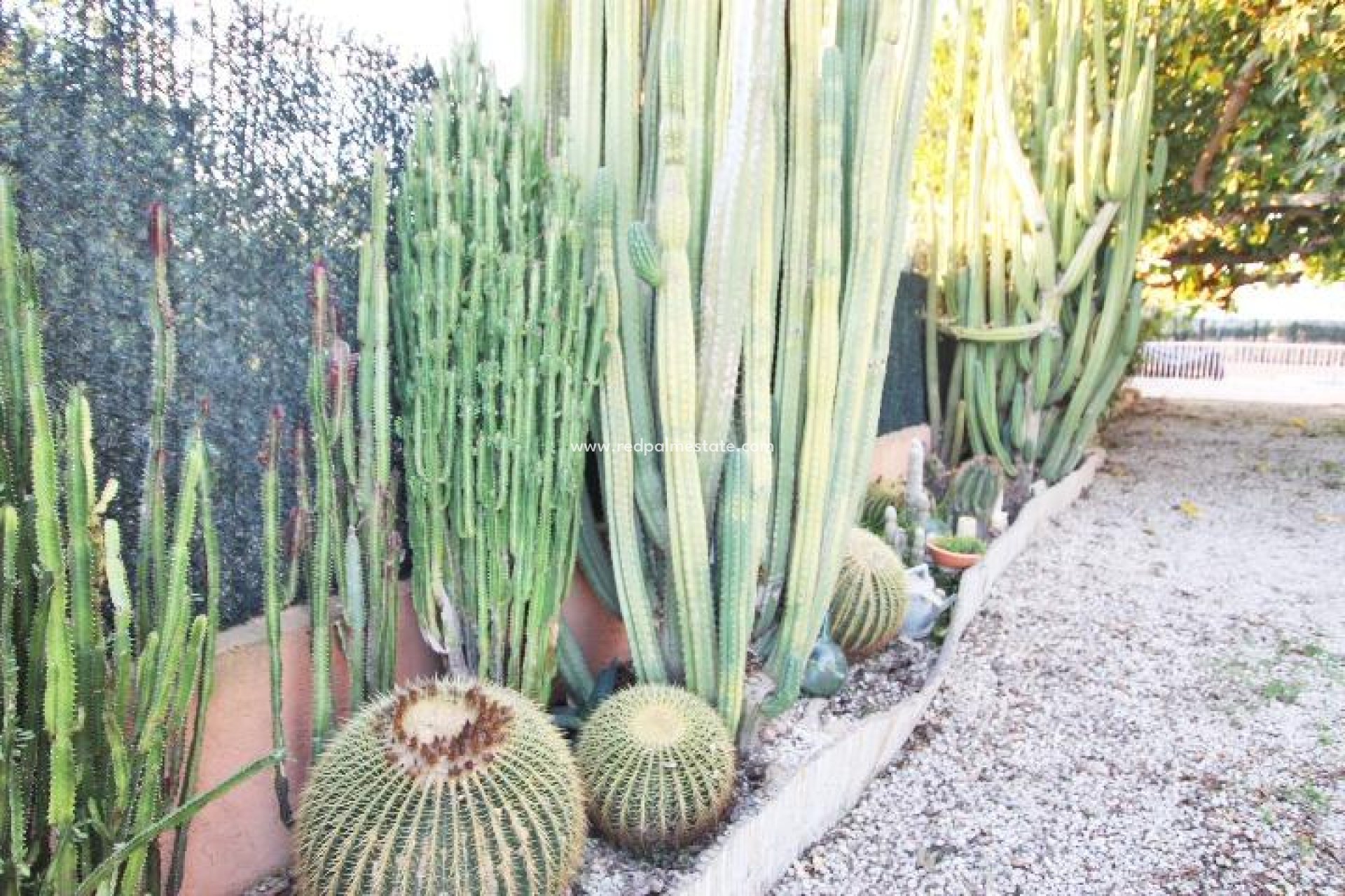 Reventa - Finca / Propiedad de Campo -
Almoradí