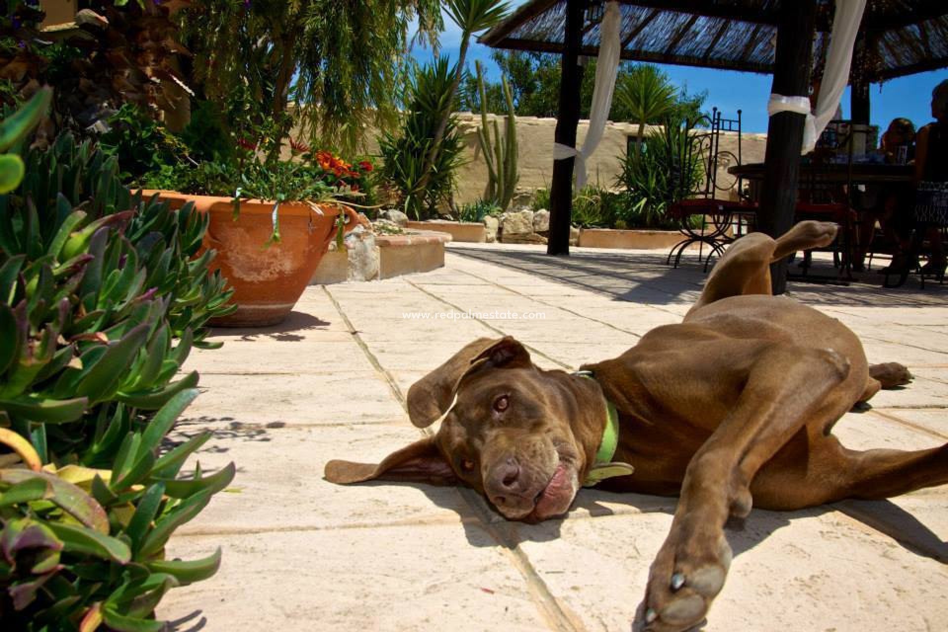 Reventa - Finca / Propiedad de Campo -
Benissa - Costa Blanca