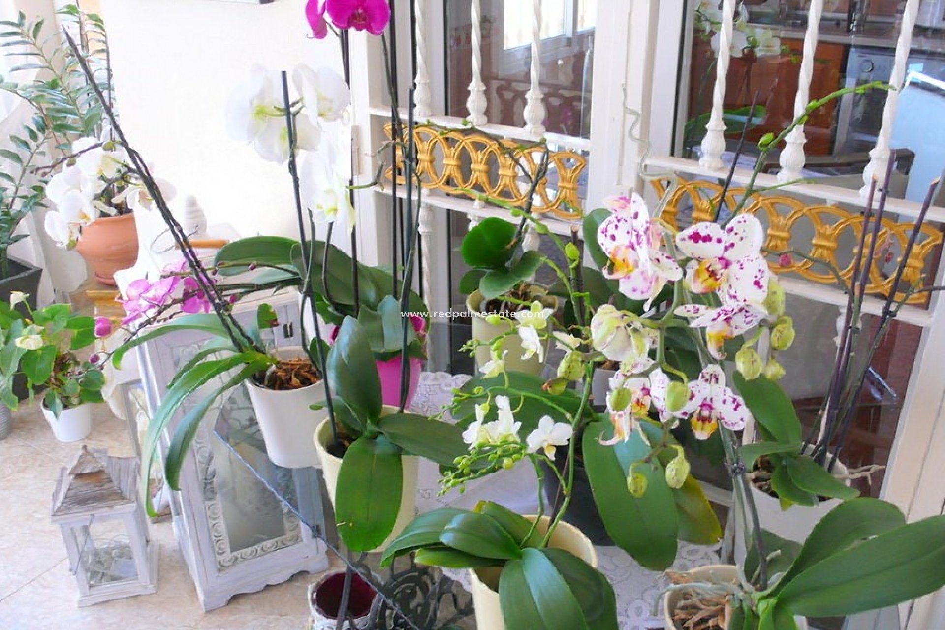 Reventa - Finca / Propiedad de Campo -
Dolores