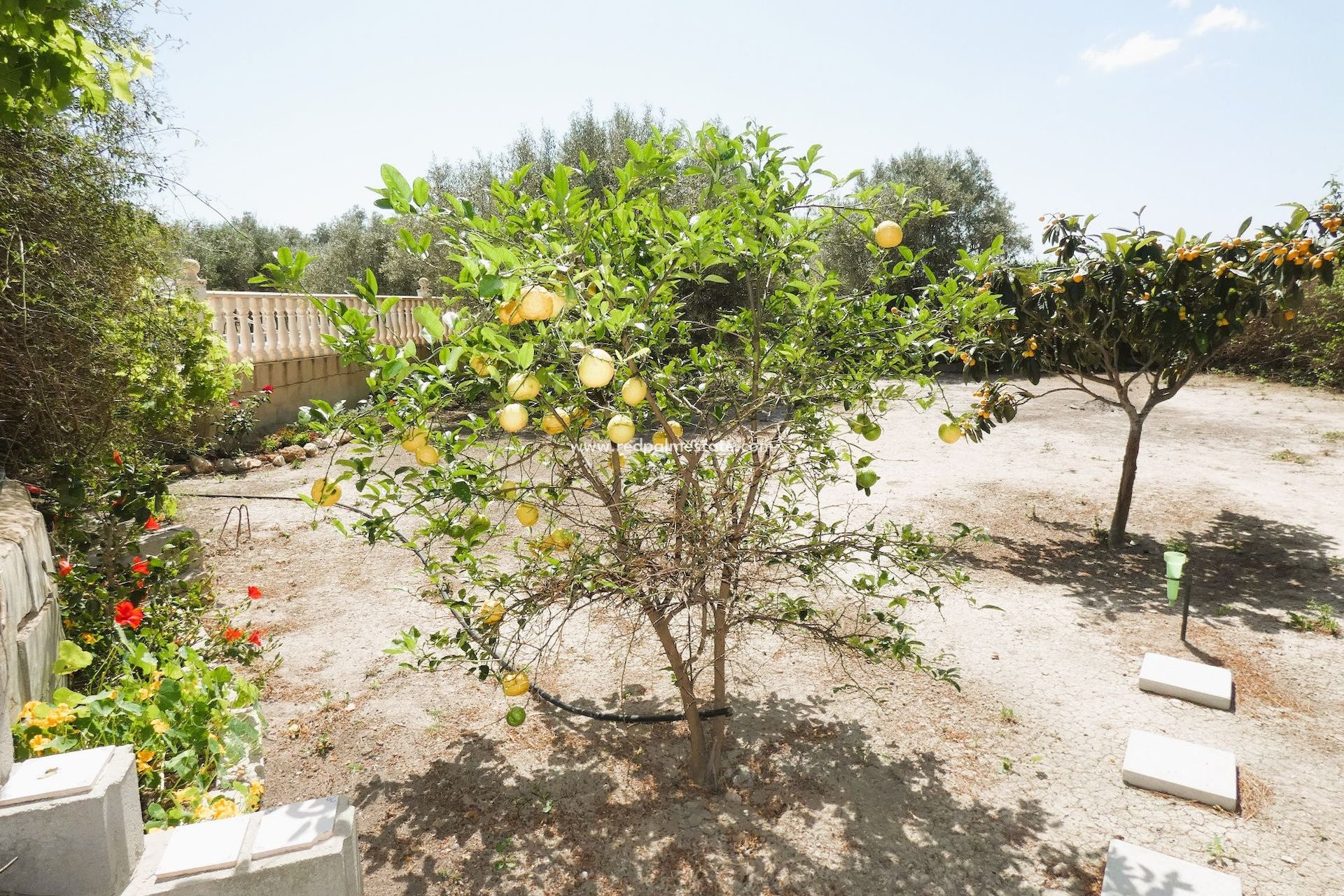 Reventa - Finca / Propiedad de Campo -
Dolores