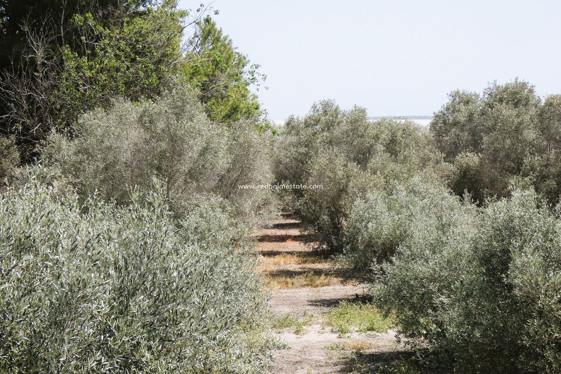Reventa - Finca / Propiedad de Campo -
Dolores