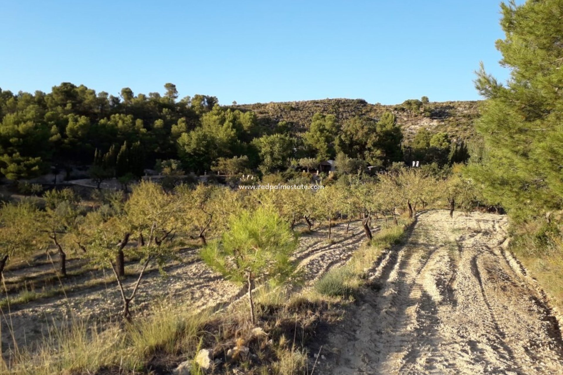 Reventa - Finca / Propiedad de Campo -
Jijona - Costa Blanca
