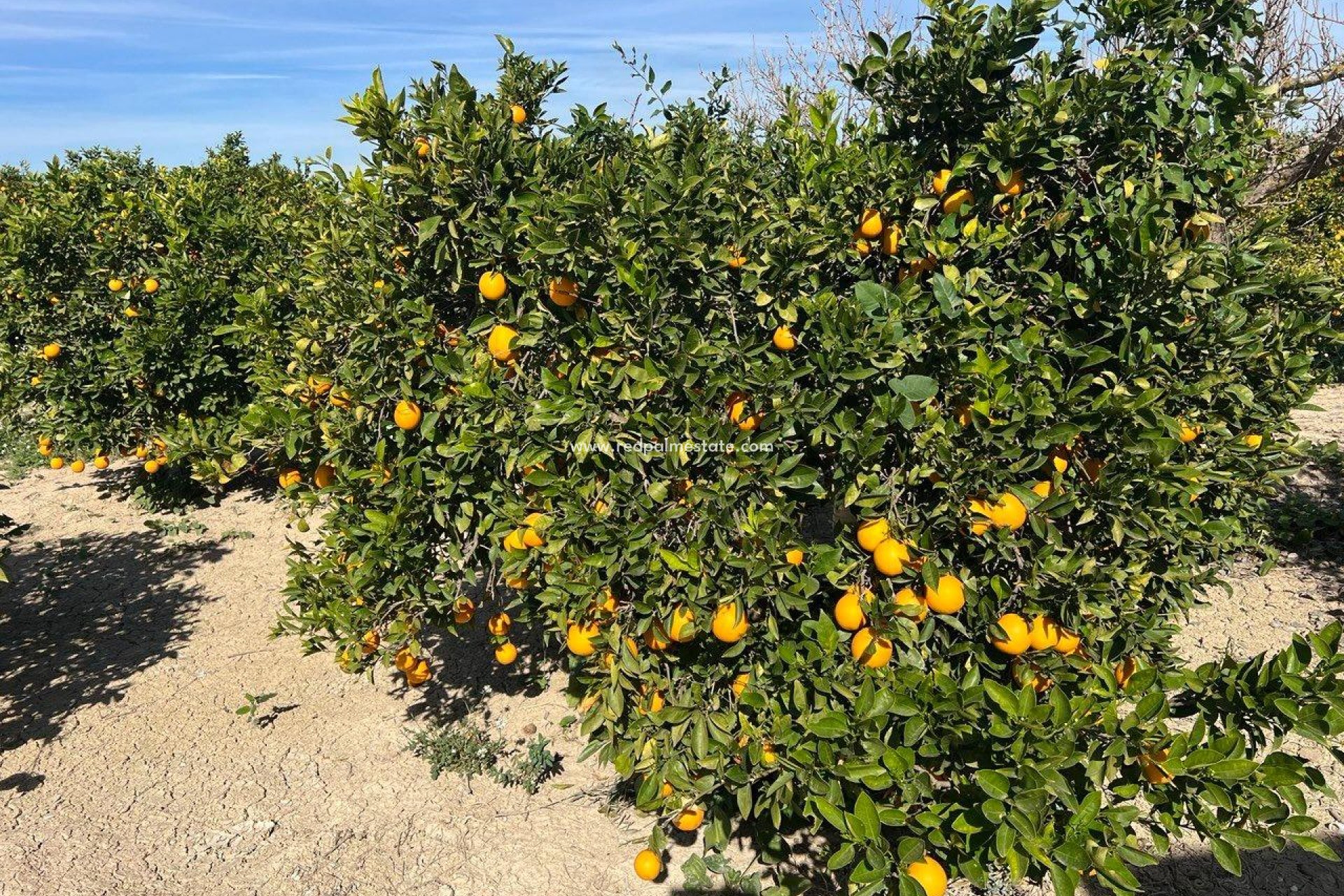 Reventa - Finca / Propiedad de Campo -
Montesinos - Los Montesinos