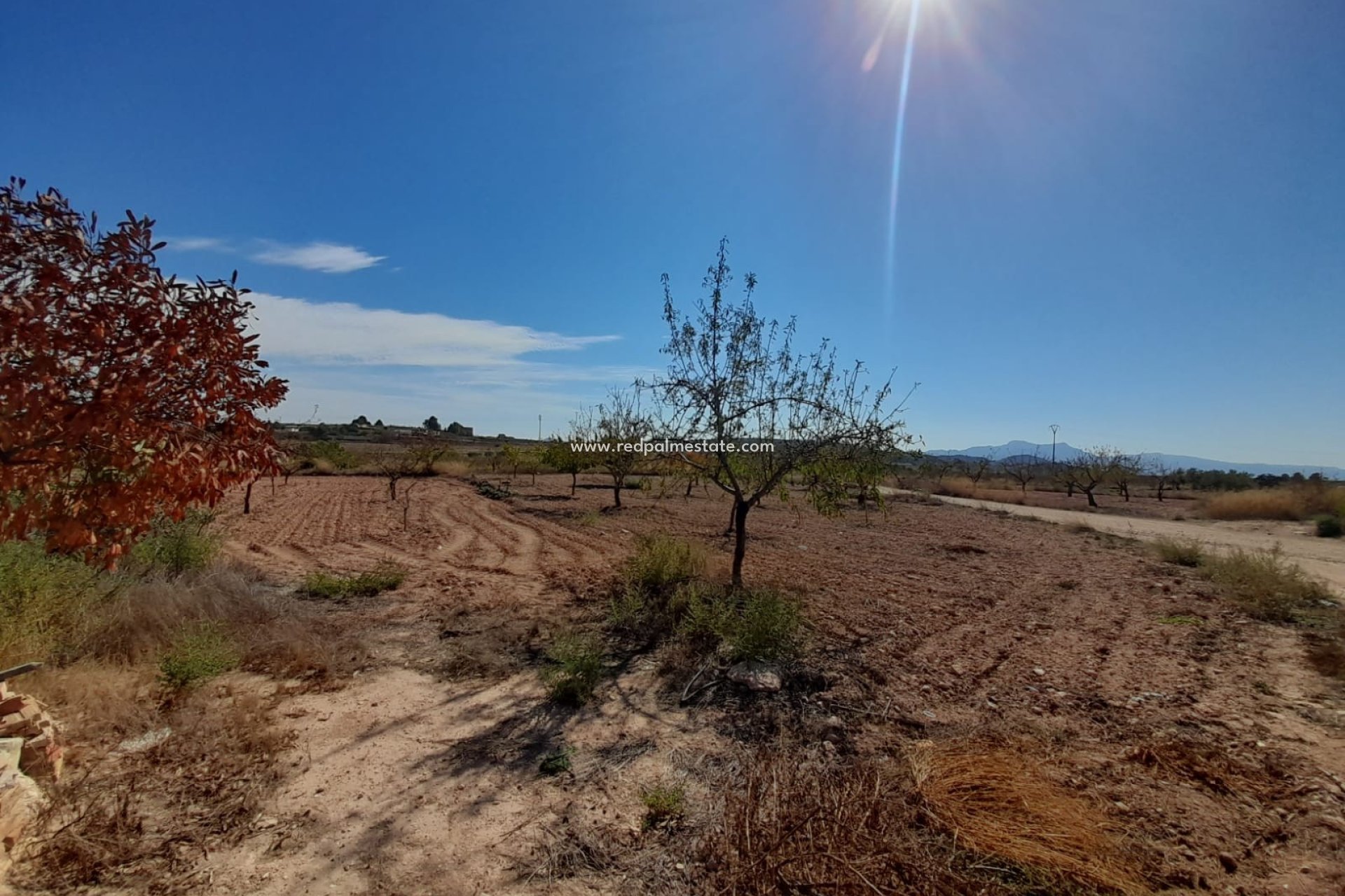 Reventa - Finca / Propiedad de Campo -
Pinoso - Inland