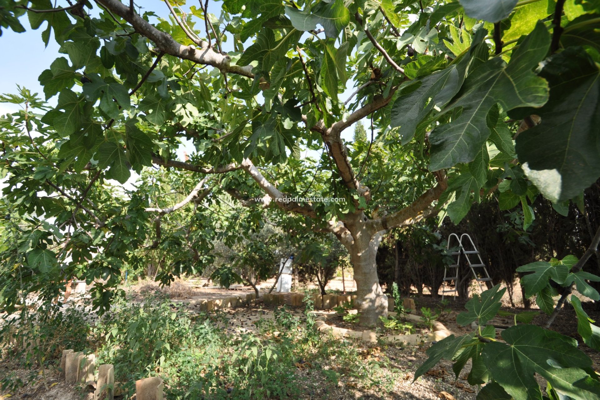 Reventa - Finca / Propiedad de Campo -
Pinoso - Inland