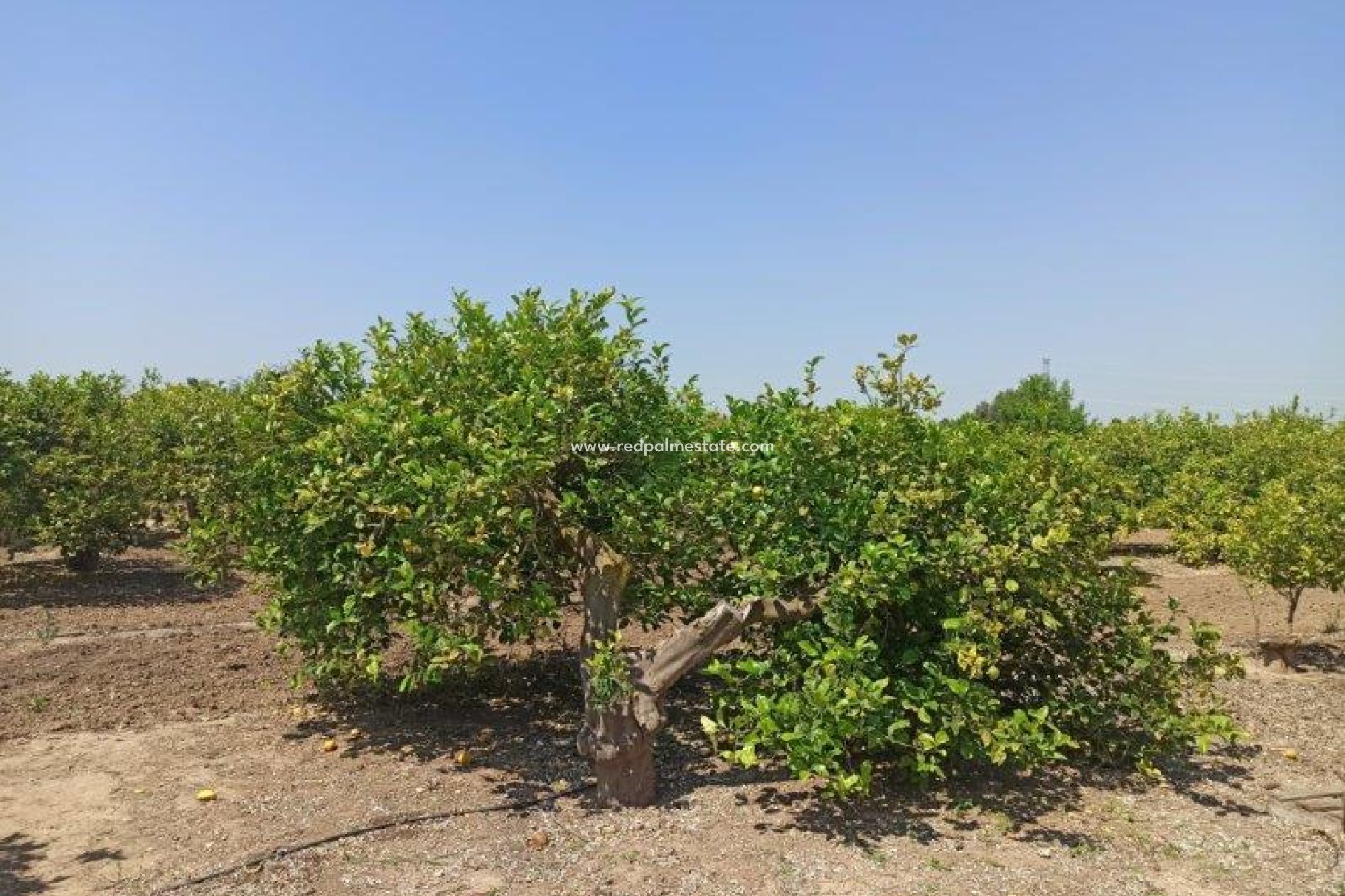 Reventa - Finca / Propiedad de Campo -
San Miguel de Salinas - San Miguel Salinas