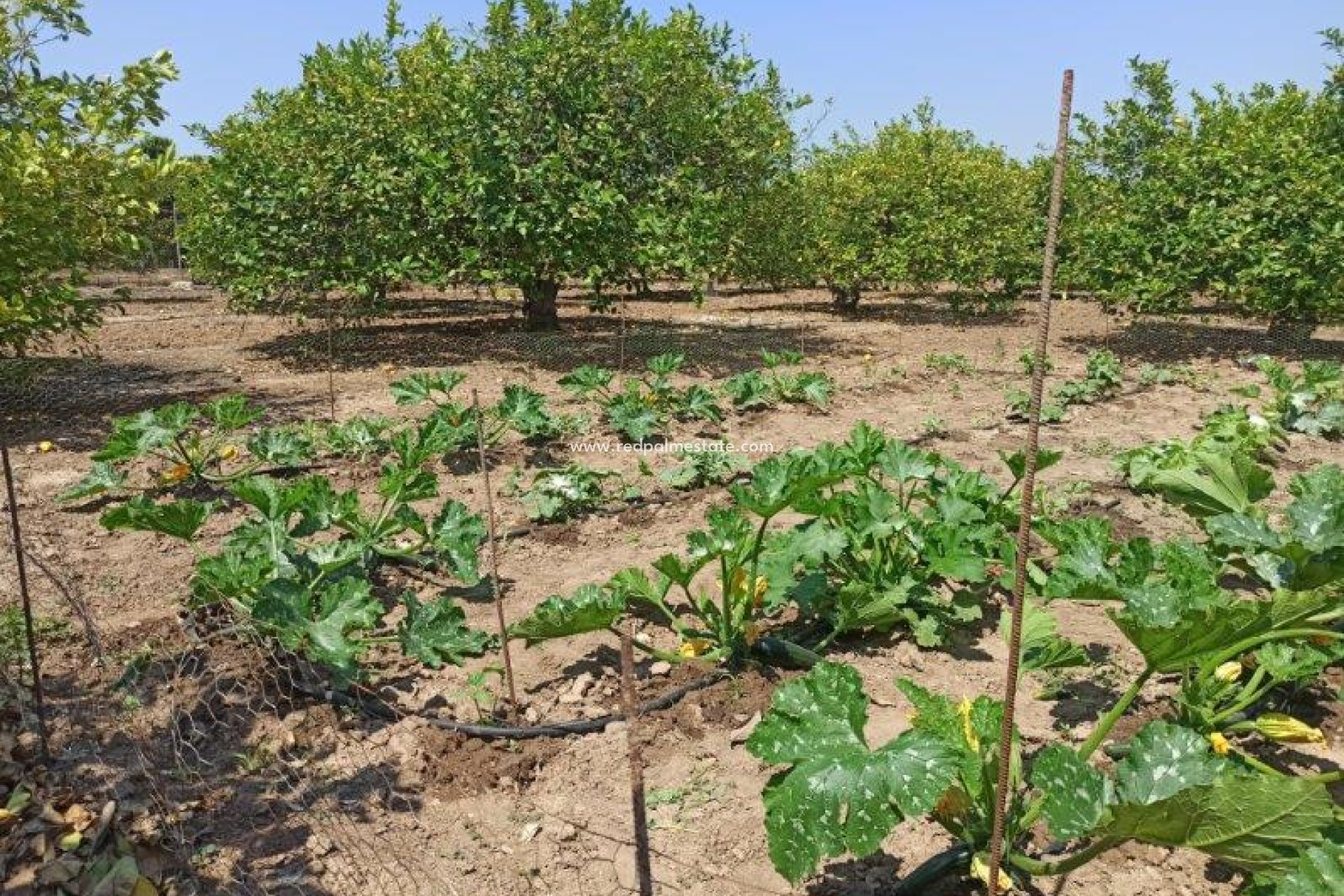 Reventa - Finca / Propiedad de Campo -
San Miguel de Salinas - San Miguel Salinas