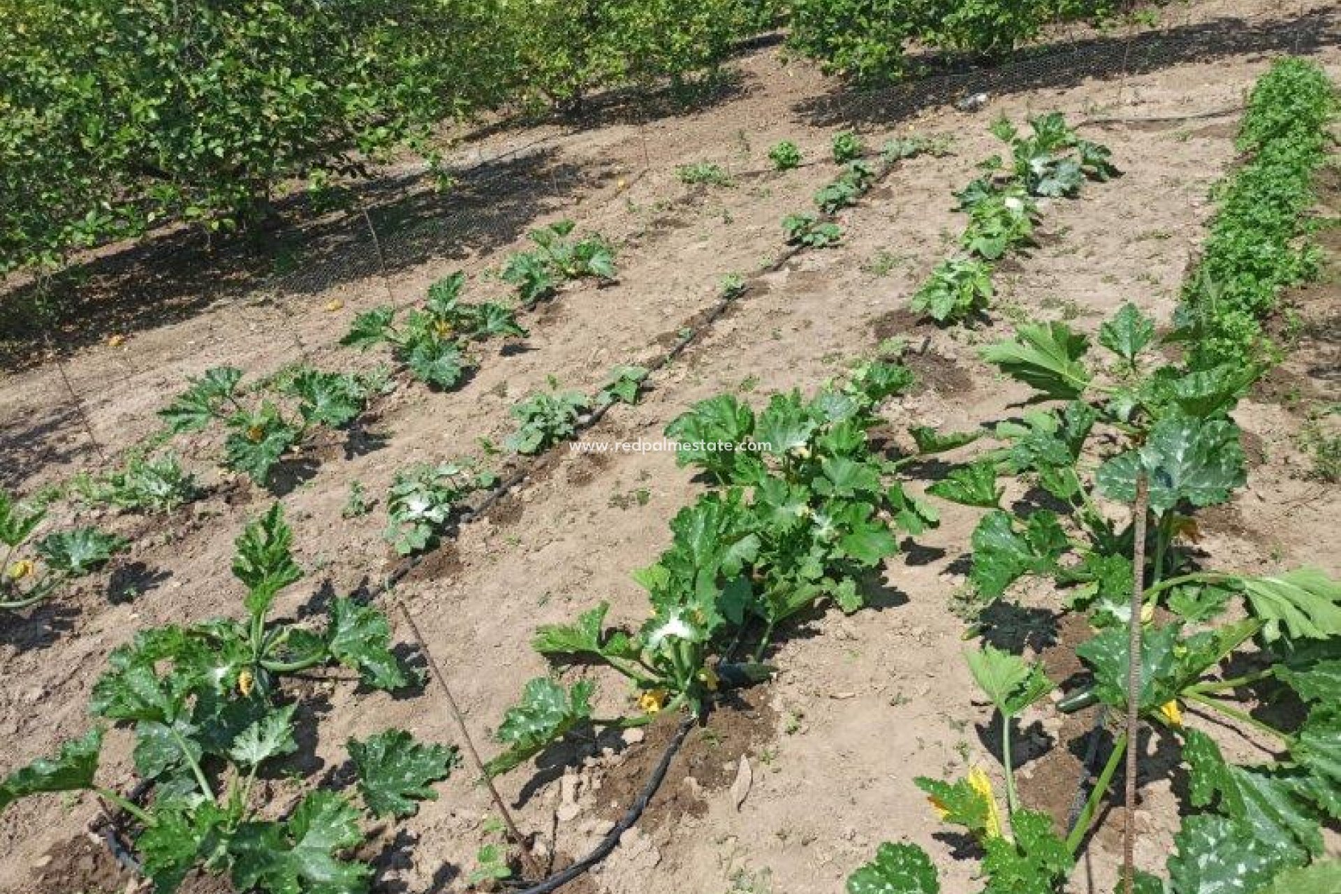 Reventa - Finca / Propiedad de Campo -
San Miguel de Salinas - San Miguel Salinas