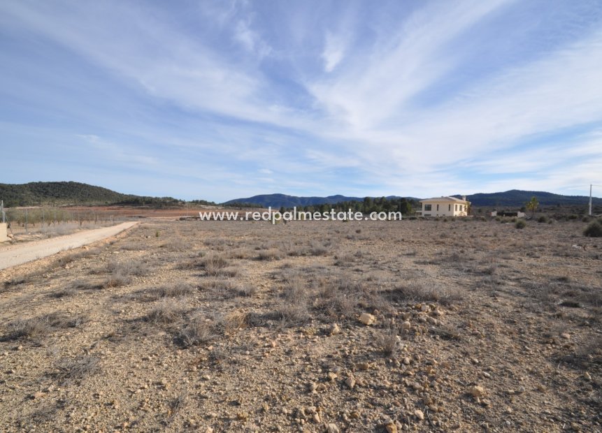 Reventa - Tierra -
Pinoso - Inland