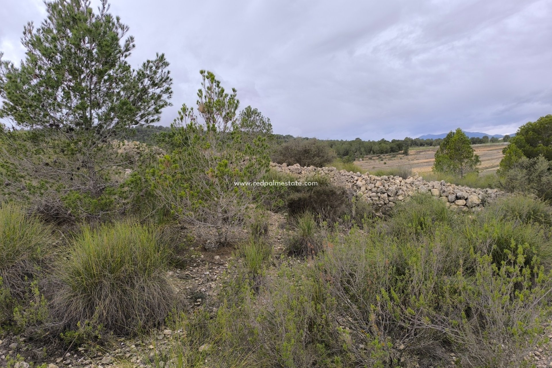 Reventa - Trama -
Chinorlet - Inland