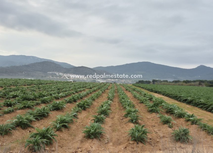 Reventa - Trama -
Hondón de las Nieves - Inland