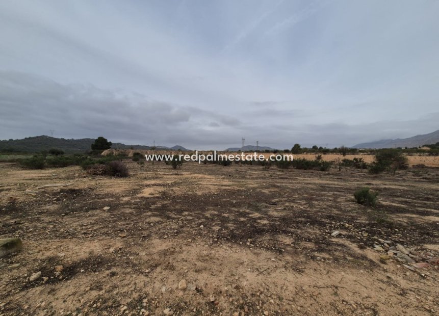 Reventa - Trama -
Hondón de las Nieves - Inland