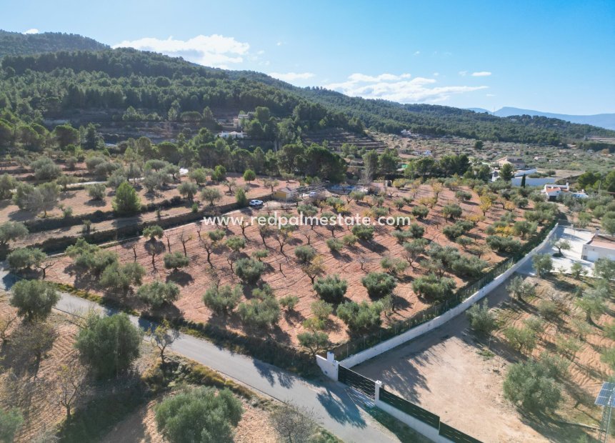 Reventa - Trama -
Ibi - Costa Blanca