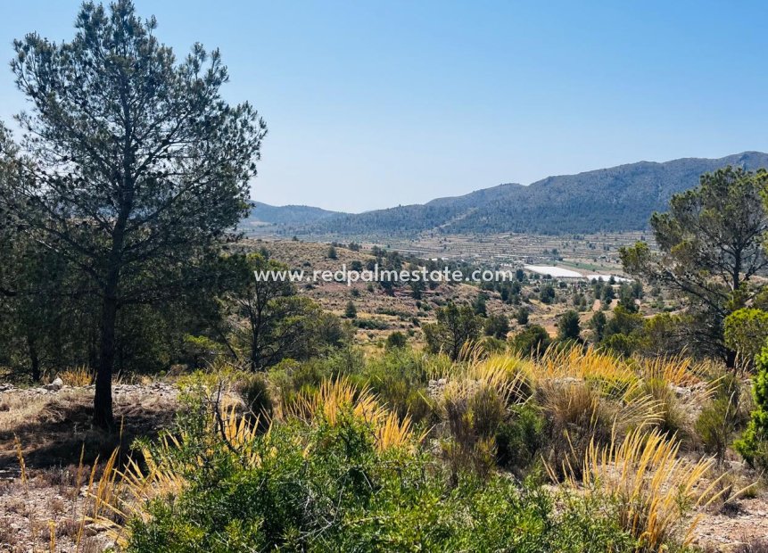 Reventa - Trama -
La Romana - Inland