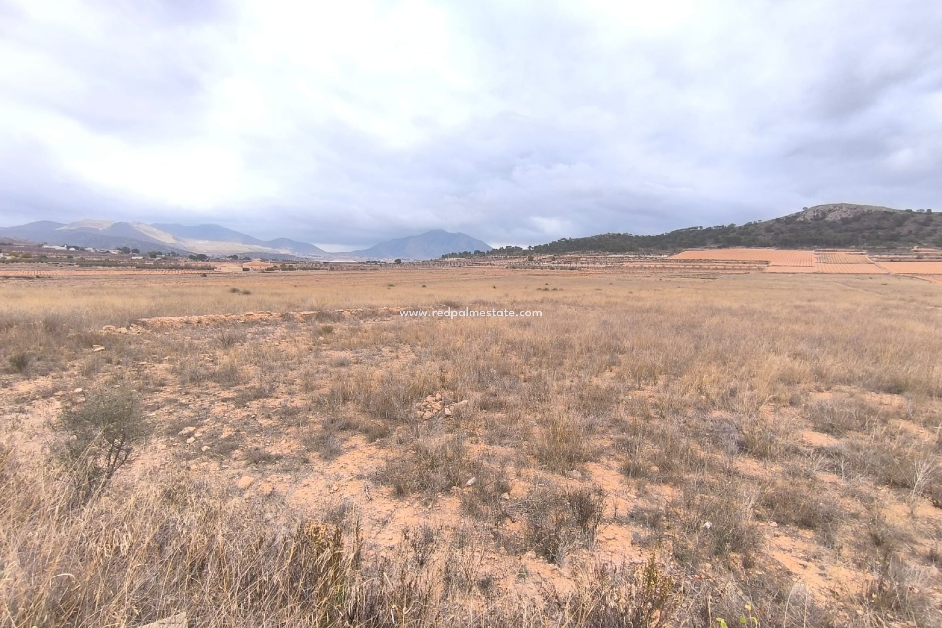 Reventa - Trama -
La Solana