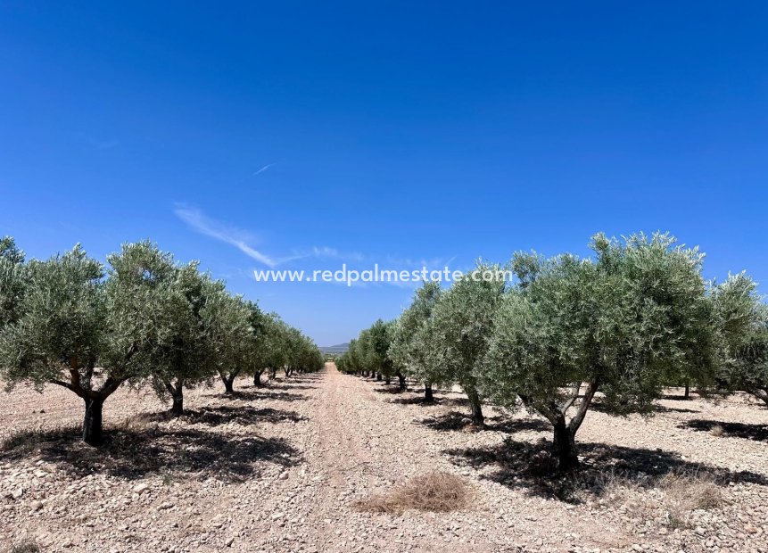 Reventa - Trama -
Monóvar/Monóver - Inland