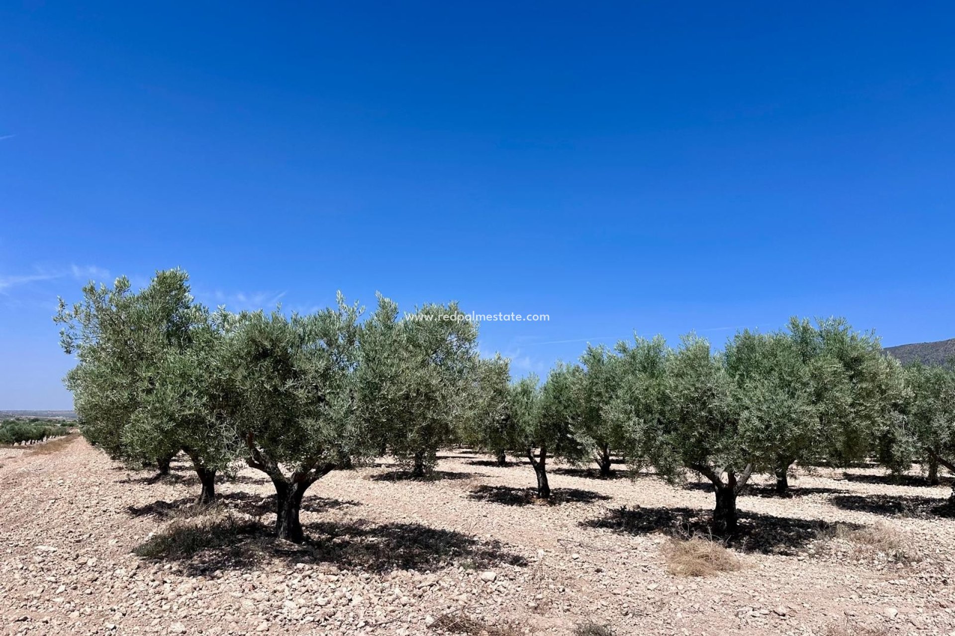 Reventa - Trama -
Monóvar/Monóver - Inland