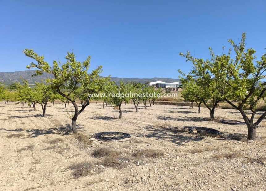 Reventa - Trama -
Monóvar/Monóver - Inland