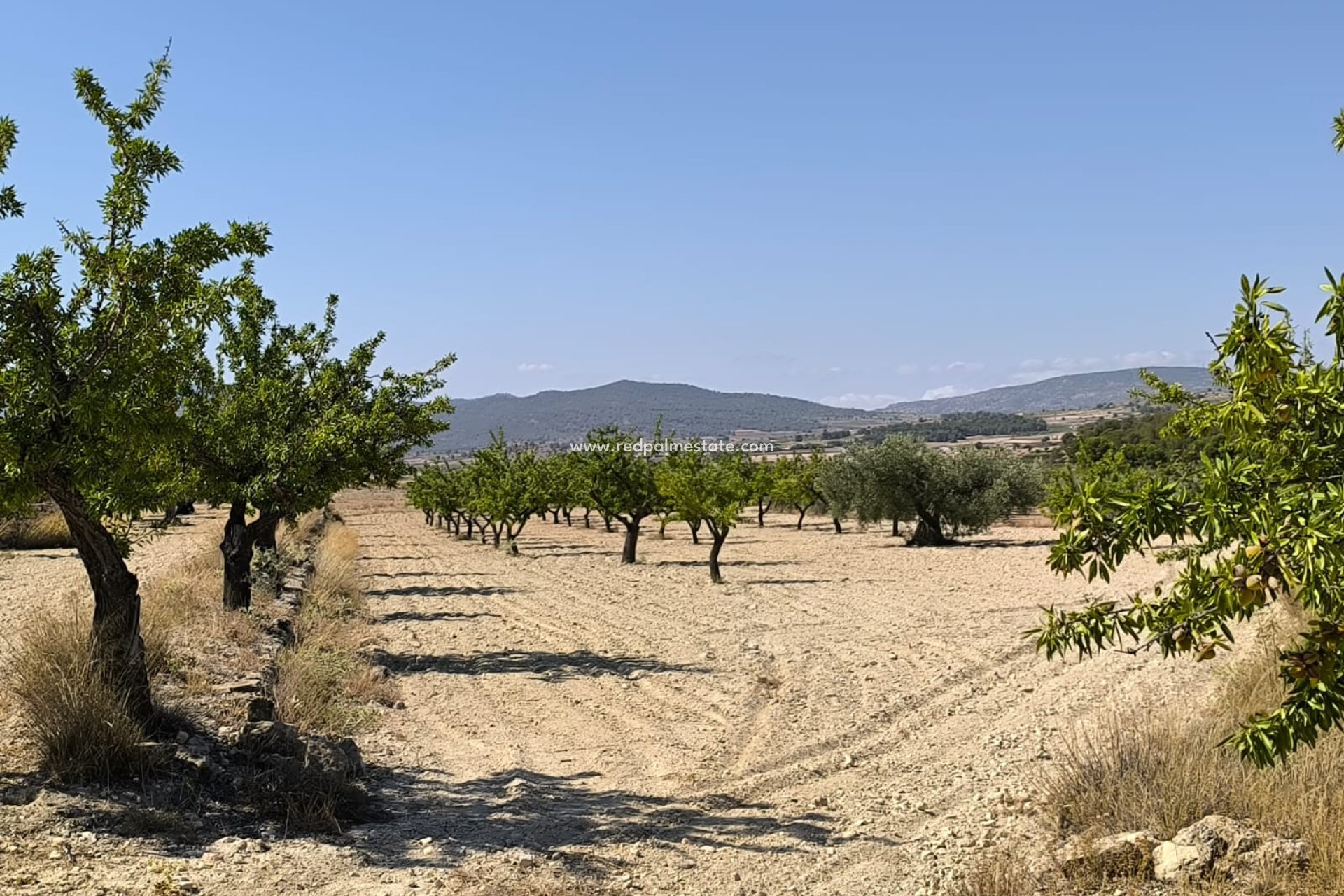 Reventa - Trama -
Monóvar/Monóver - Inland