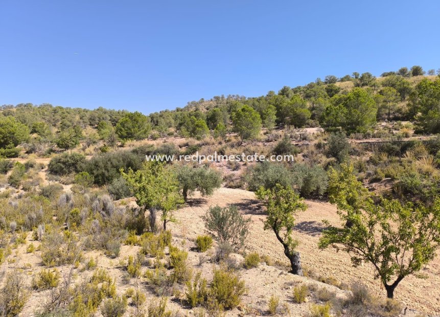 Reventa - Trama -
Monóvar/Monóver - Inland