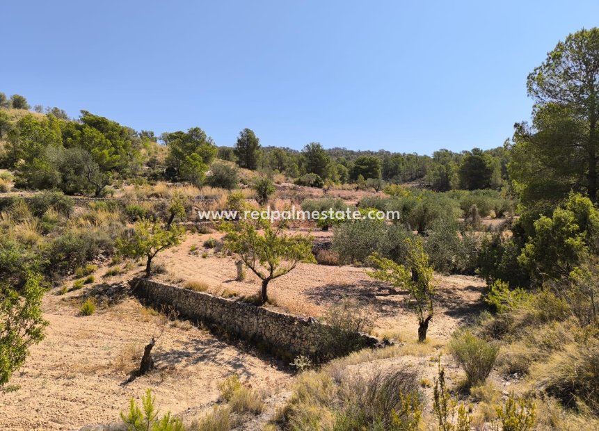 Reventa - Trama -
Monóvar/Monóver - Inland