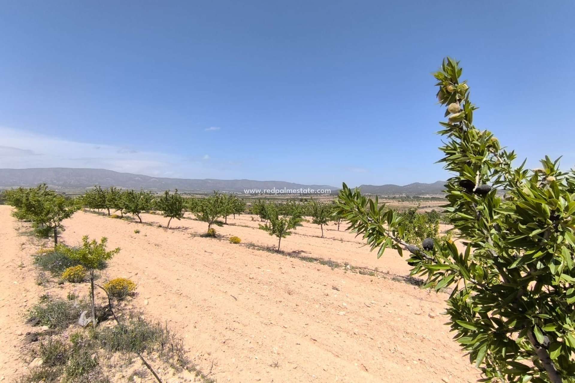 Reventa - Trama -
Monóvar/Monóver - Inland
