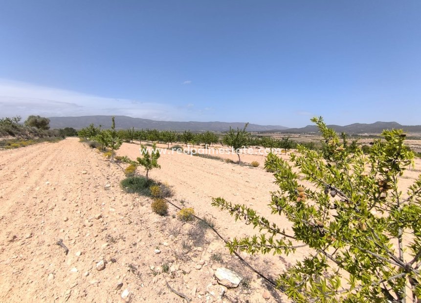 Reventa - Trama -
Monóvar/Monóver - Inland