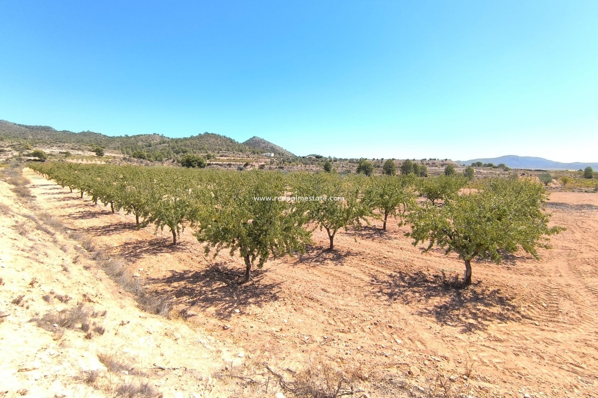 Reventa - Trama -
Monóvar/Monóver - Inland