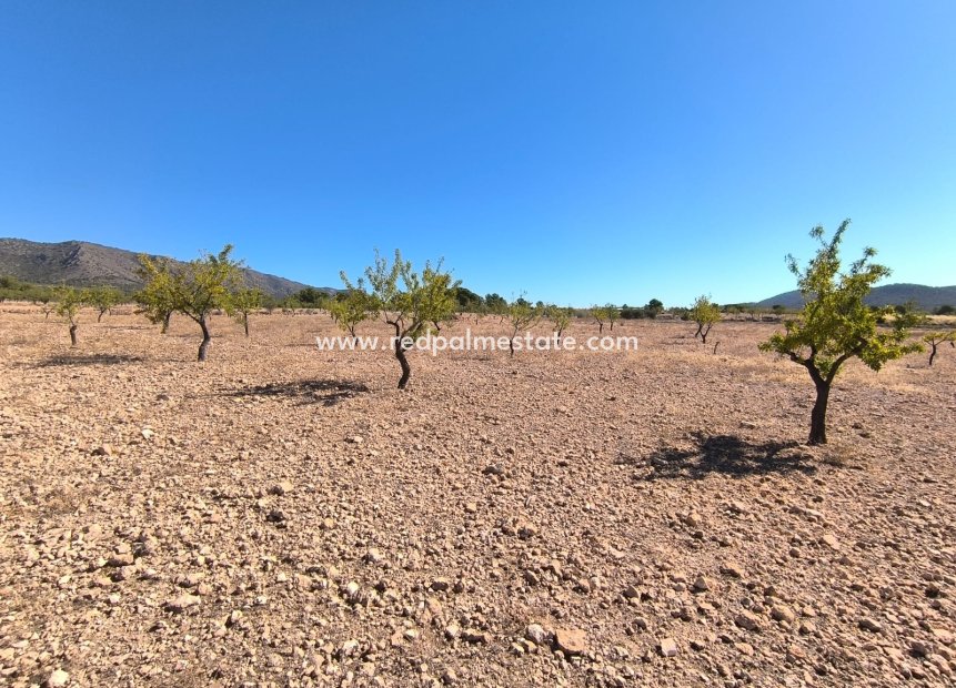 Reventa - Trama -
Monóvar/Monóver - Inland