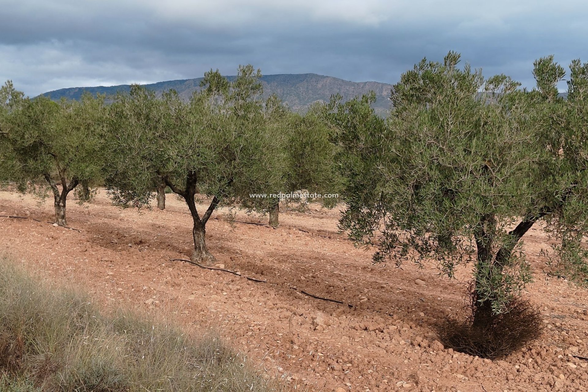 Reventa - Trama -
Monóvar/Monóver - Inland