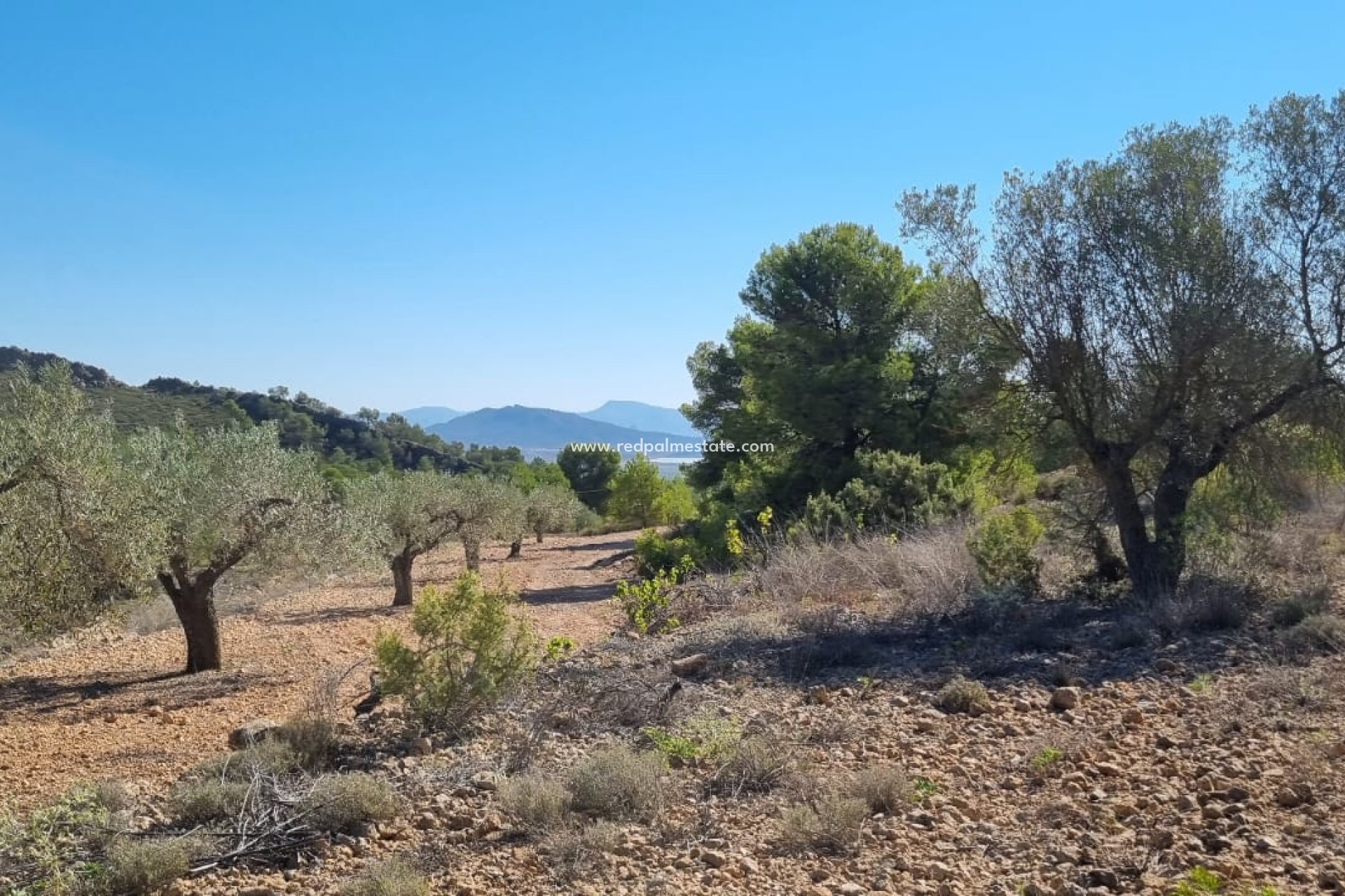 Reventa - Trama -
Monóvar/Monóver - Inland