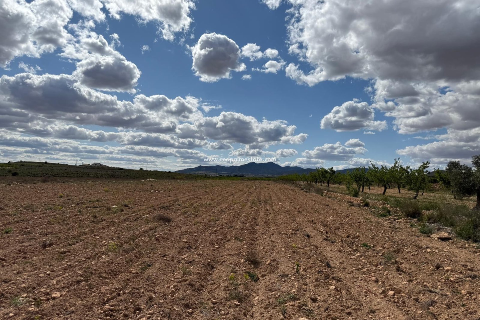 Reventa - Trama -
Pinoso - Inland
