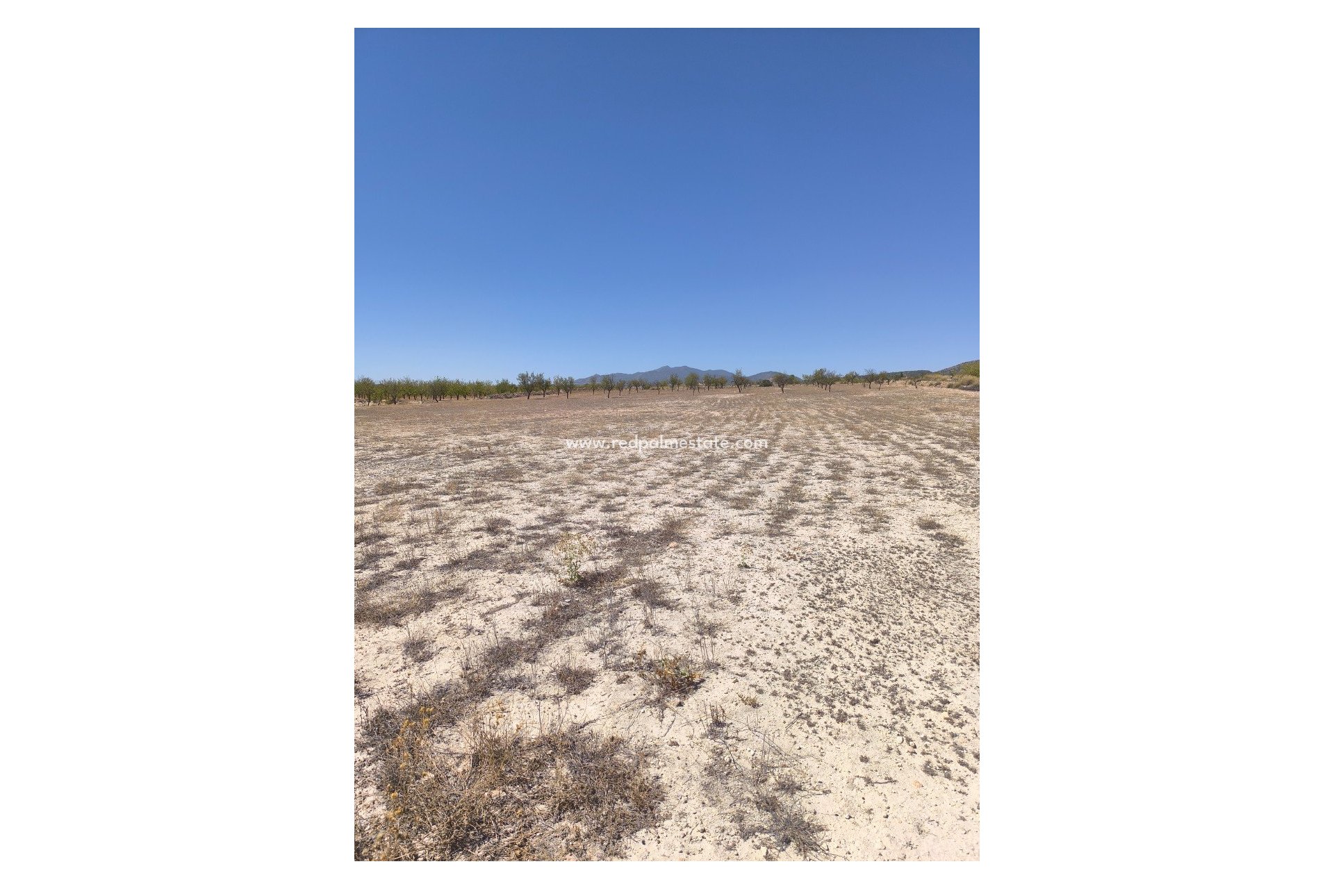 Reventa - Trama -
Pinoso - Inland