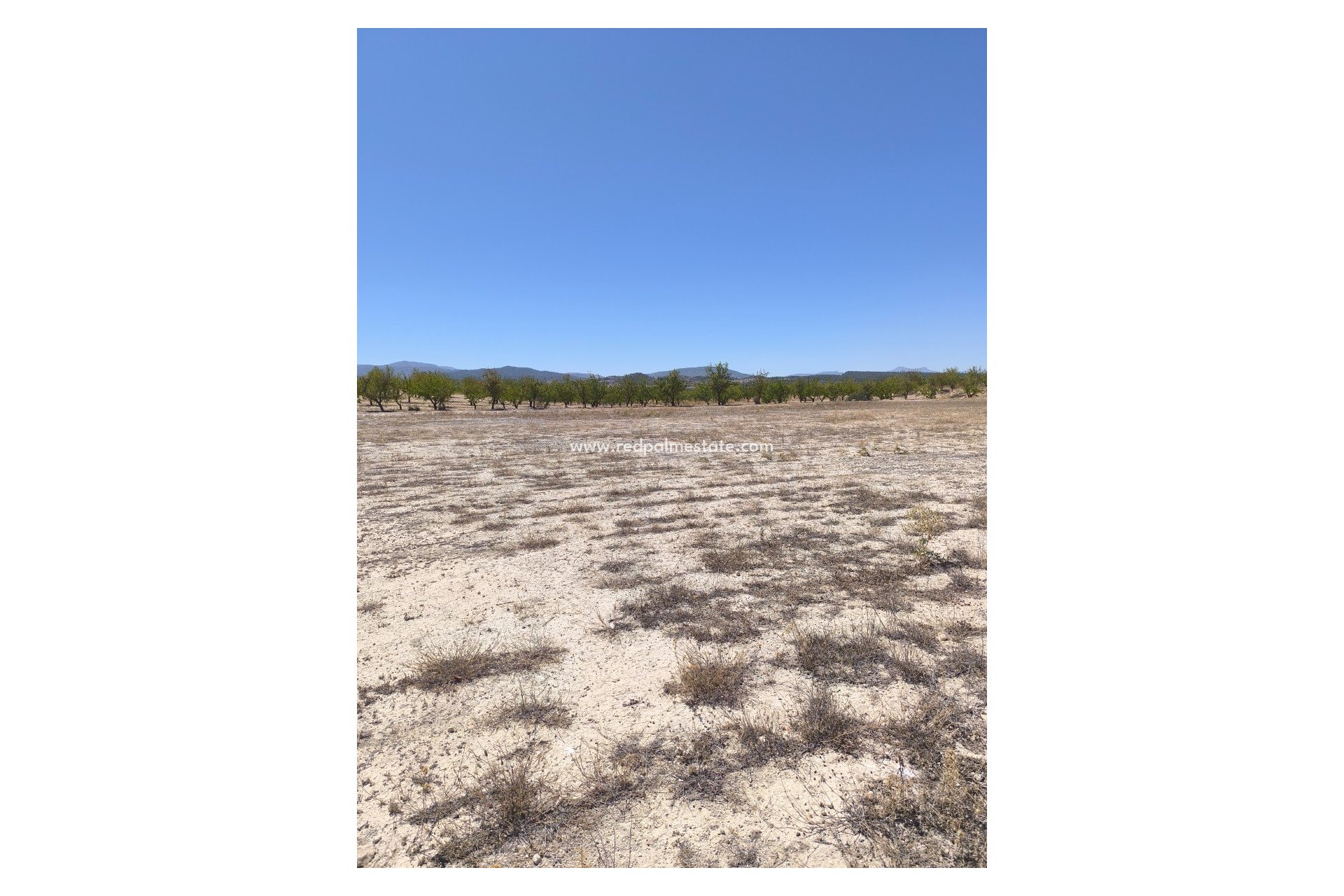 Reventa - Trama -
Pinoso - Inland