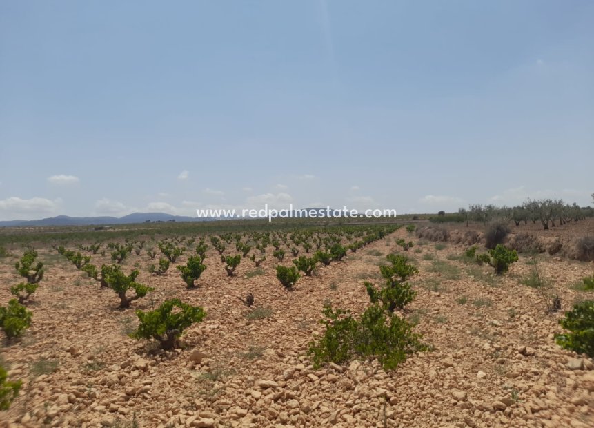Reventa - Trama -
Pinoso - Inland