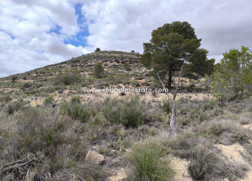 Reventa - Trama -
Pinoso - Inland