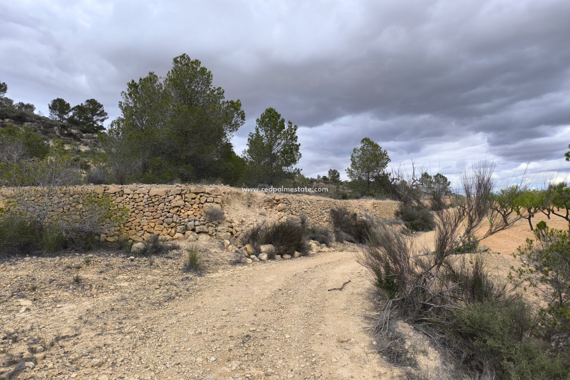 Reventa - Trama -
Pinoso - Inland
