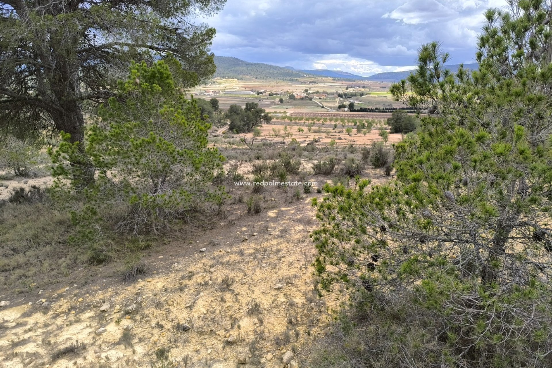 Reventa - Trama -
Pinoso - Inland