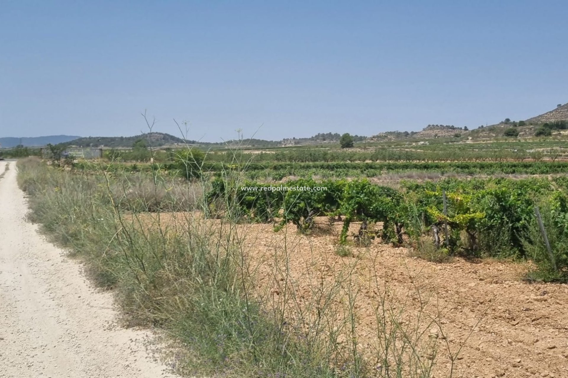 Reventa - Trama -
Pinoso - Inland