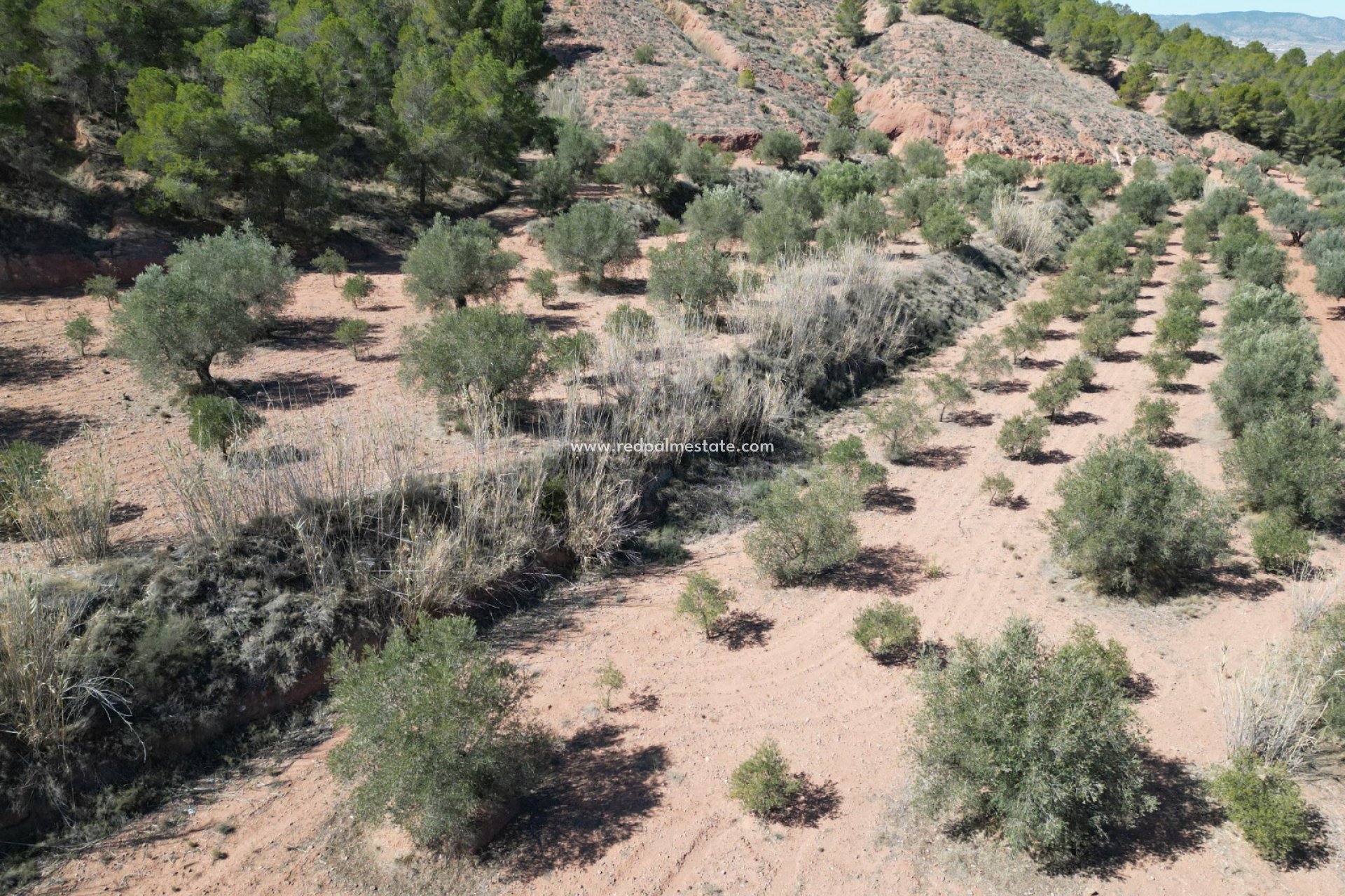 Reventa - Trama -
Pinoso - Inland