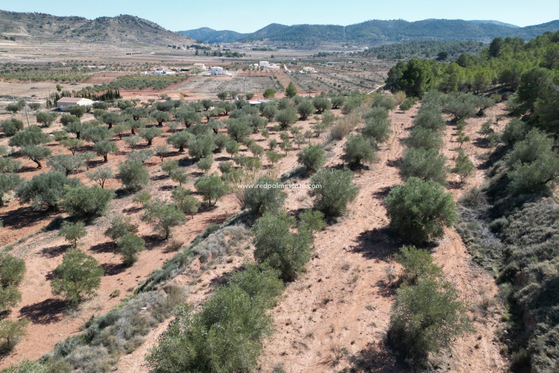 Reventa - Trama -
Pinoso - Inland