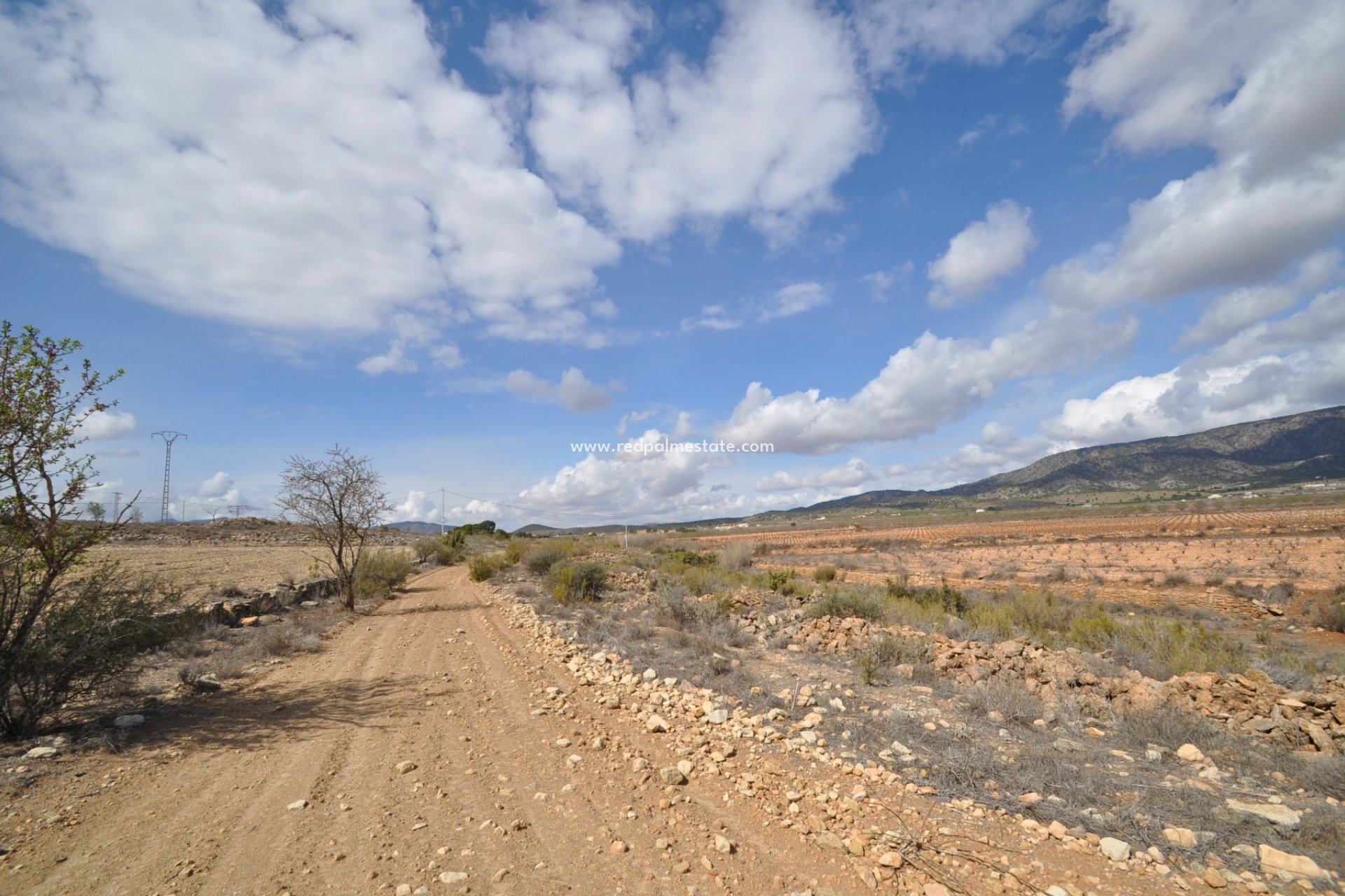 Reventa - Trama -
Pinoso - Inland