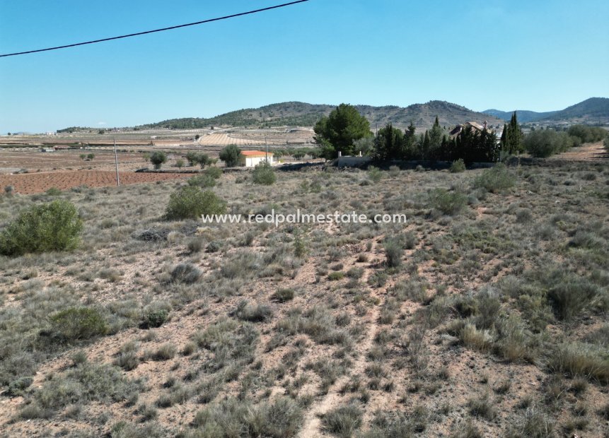 Reventa - Trama -
Pinoso - Inland