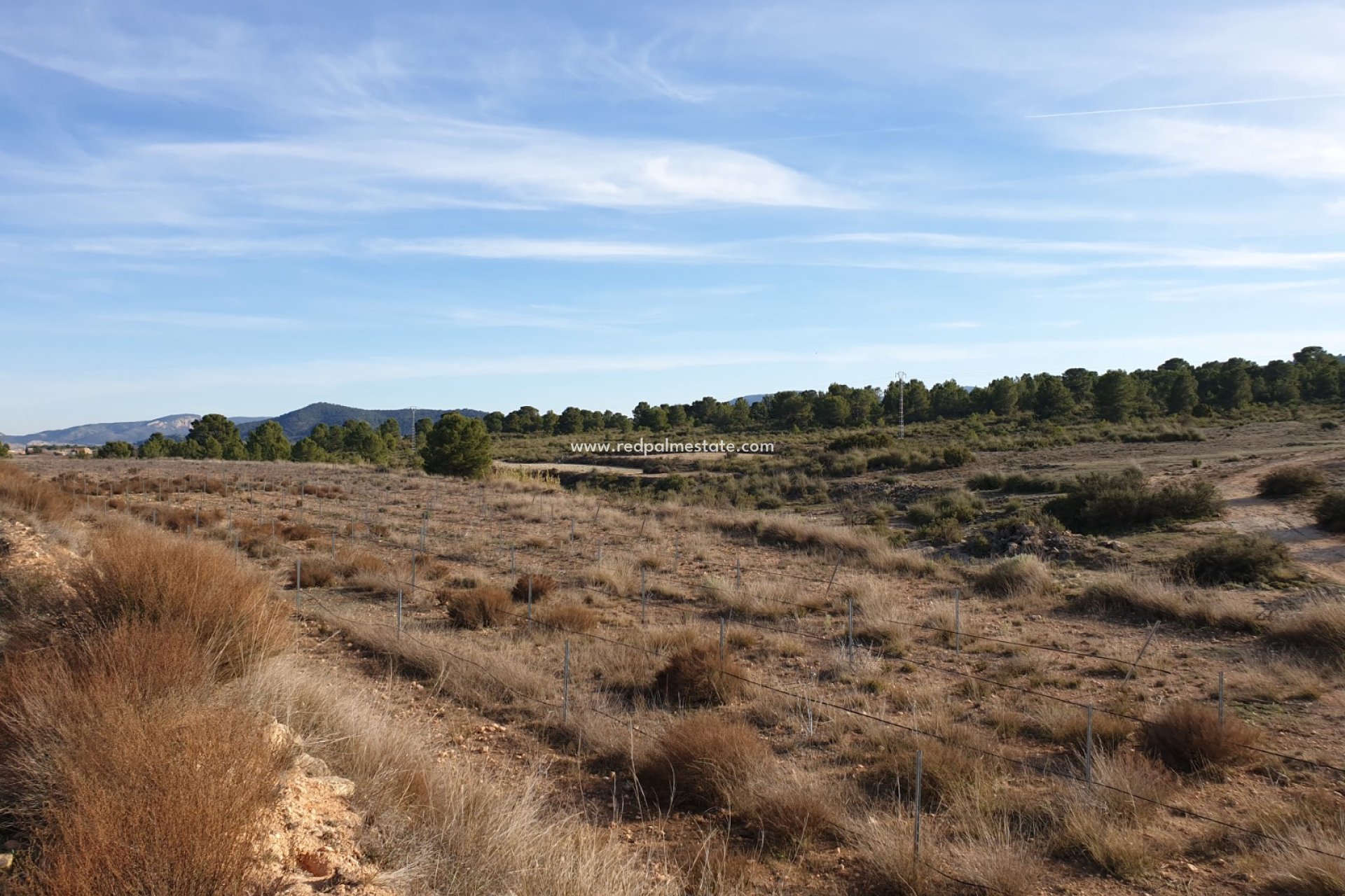 Reventa - Trama -
Pinoso - Inland
