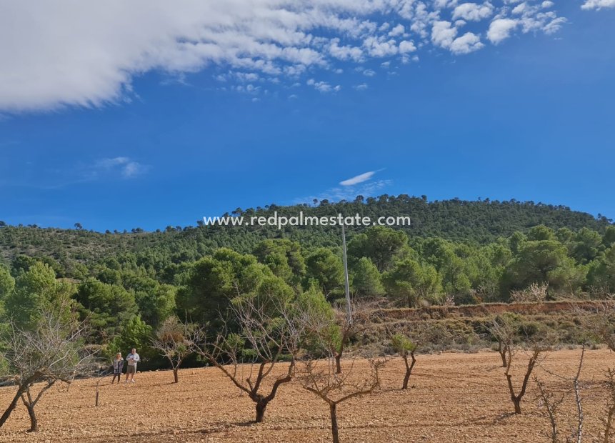 Reventa - Trama -
Pinoso - Inland