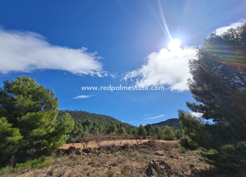 Reventa - Trama -
Pinoso - Inland