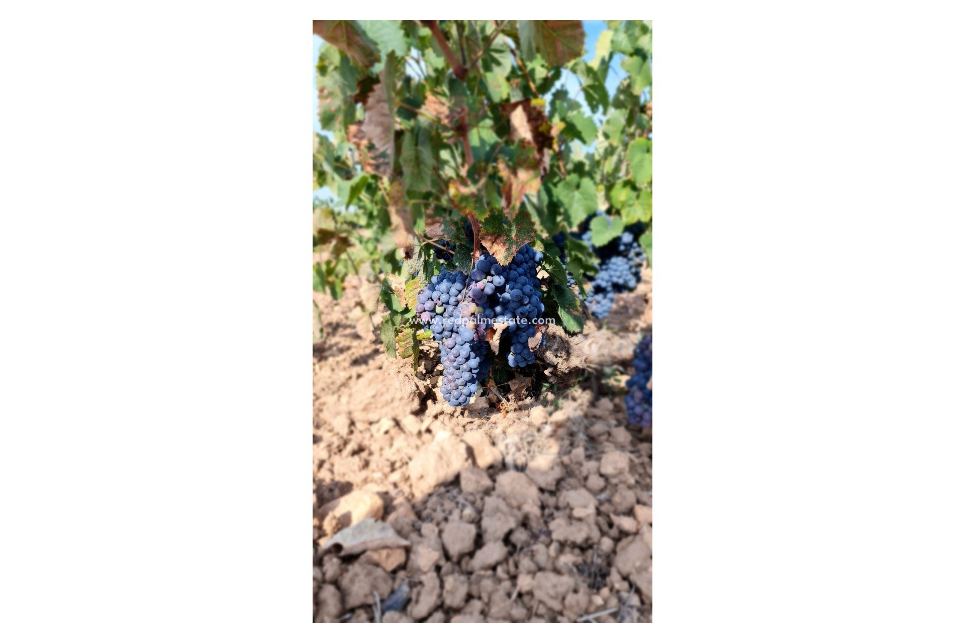 Reventa - Trama -
Pinoso - Inland