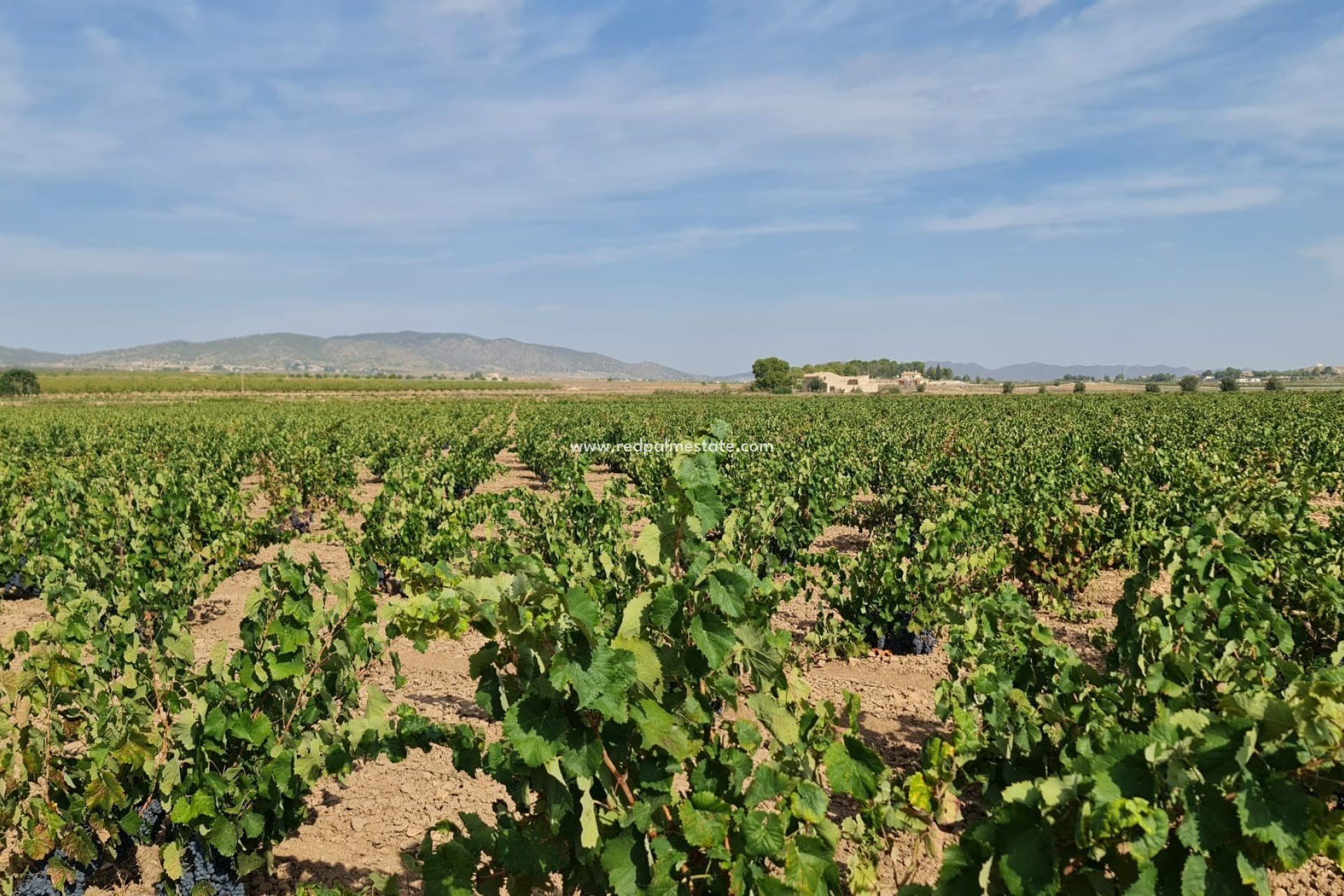 Reventa - Trama -
Pinoso - Inland