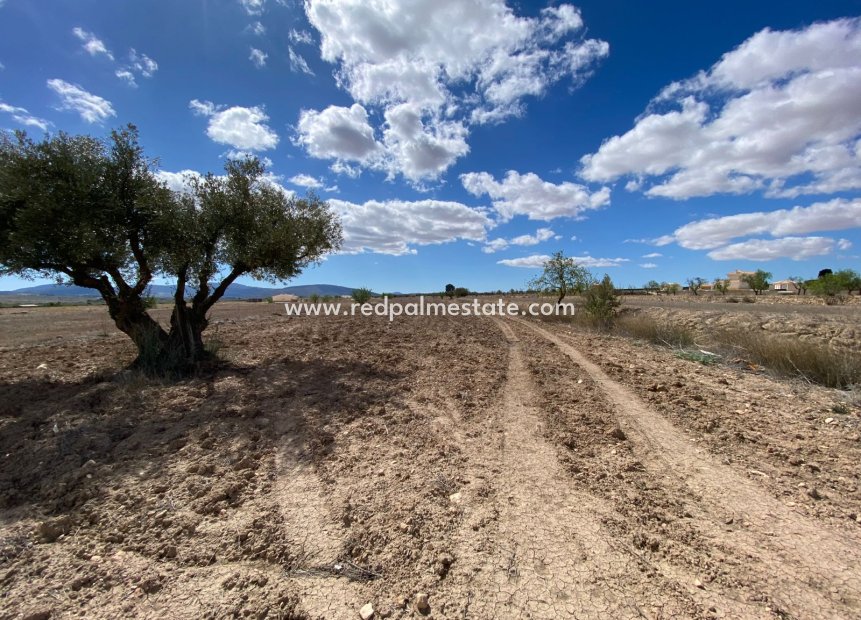 Reventa - Trama -
Pinoso - Inland