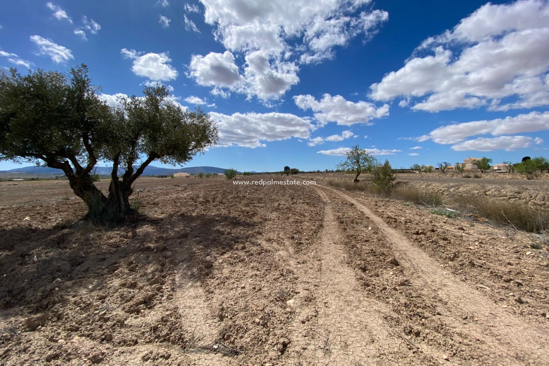 Reventa - Trama -
Pinoso - Inland